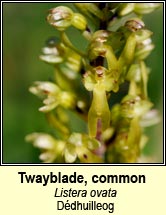 twayblade,common (ddhuilleog)