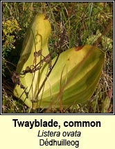 twayblade,common (ddhuilleog)