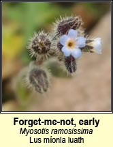forget-me-not,early (lus míonla luath)