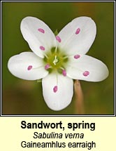 sandwort,spring (gaineamhlus earraigh)
