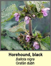 horehound,black (grafn dubh)