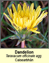 dandelion (Caisearbhn)