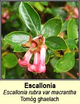 escallonia (tomóg ghlaech)