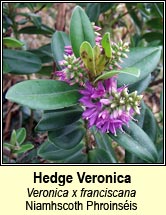 hebe: hedge veronica