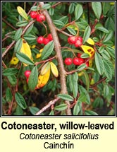 cotoneaster