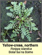 yellow-cress,northern (biolar buí na Boirne)