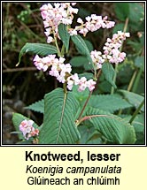 knotweed,lesser (glúineach an chlúimh)