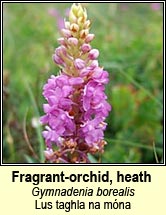 orchid,fragrant,heath (lus taghla)