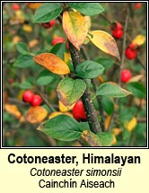 cotoneaster,himalayan (cainchín Aiseach)