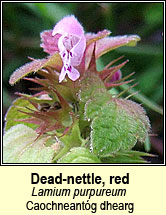 dead-nettle,red (caochneantóg dhearg)