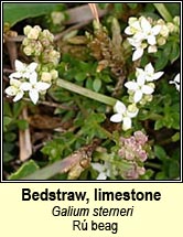 bedstraw,limestone (rú beag)