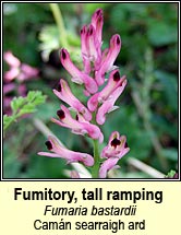 fumitory,tall ramping (camán searraigh ard)