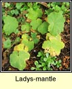ladys-mantle (dearna Mhuire)
