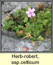 herb robert ssp (ruithéal rí)