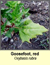 goosefoot,red (blonagán dearg)