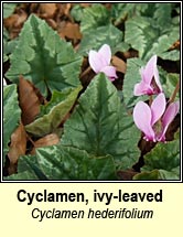 cyclamen / sowbread