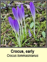 crocus,early