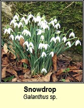 snowdrop