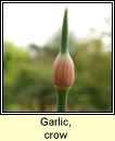garlic,crow (gairleog Mhuire)