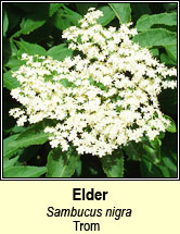 elder (trom)