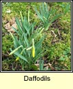 daffodil (lus an chromchinn)