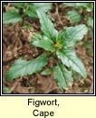 figwort,cape