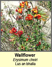 wallflower (lus an bhalla)