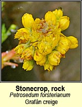 stonecrop,rock (grafán creige)
