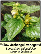 yellow archangel, variegated