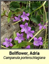 bellflower,adria