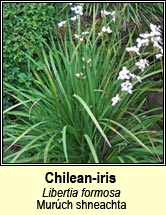 chilean-iris