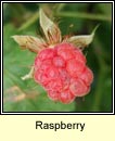 raspberry (sú craobh)