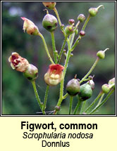 figwort,common (donnlus)