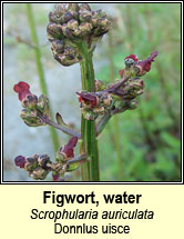 figwort,water (donnlus uisce)