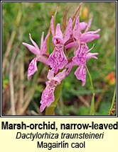 orchid,marsh,narrow-leaved (magairlín caol)