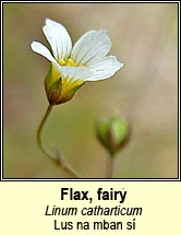 flax,fairy (lus na mban)