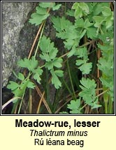 meadow-rue,lesser (rú léana beag)