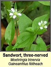 sandwort,three-nerved (gaineamhlus féitheach)