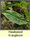 hawkweed, H anglicum (lus na seabhac)