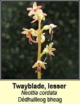 twayblade,lesser (dédhuilleog bheag)