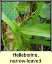 helleborine,narrow-leaved (cuaichín caol)