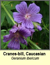cranes-bill,caucasian