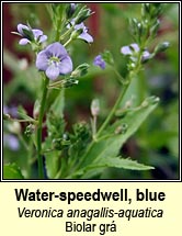 speedwell,blue water (biolar grá)