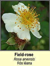 rose,field (rós léana)