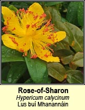 rose-of-sharon (lus buí Mhanannáin)