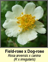 rose,dog-rose x field rose