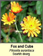 hawkweed,orange (searbh deargh)