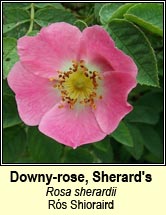 rose, downy-rose,Sherards (rós Shioraird)