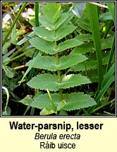 water-parsnip,lesser (ráib uisce)
