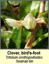 clover,birds-foot (seamair éin)